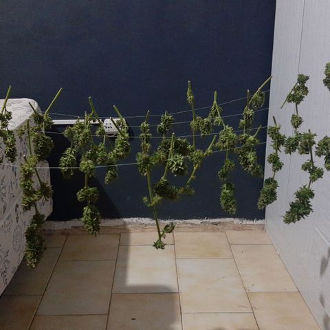 Tiwaz growlog timeline photo