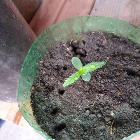 Danada growlog timeline photo