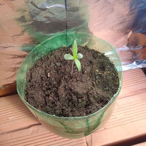 Danada growlog timeline photo