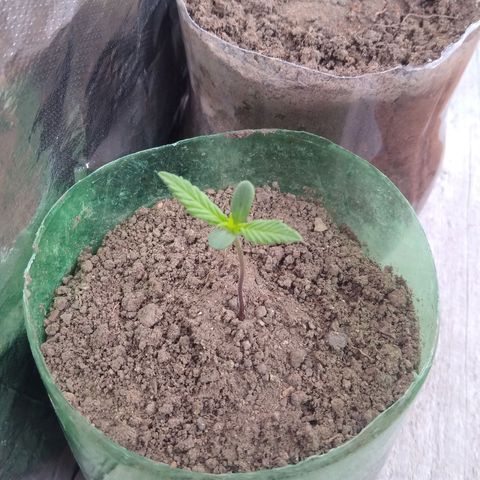 Danada growlog timeline photo
