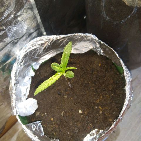 Danada growlog timeline photo