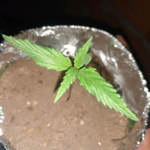 Danada growlog timeline photo