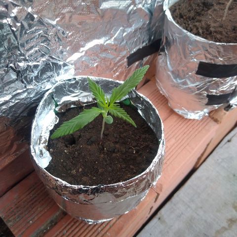 Danada growlog timeline photo
