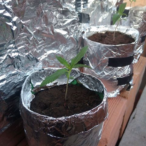Danada growlog timeline photo