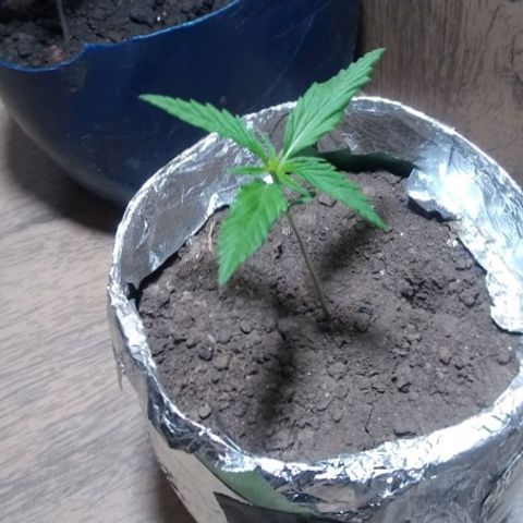 Danada growlog timeline photo