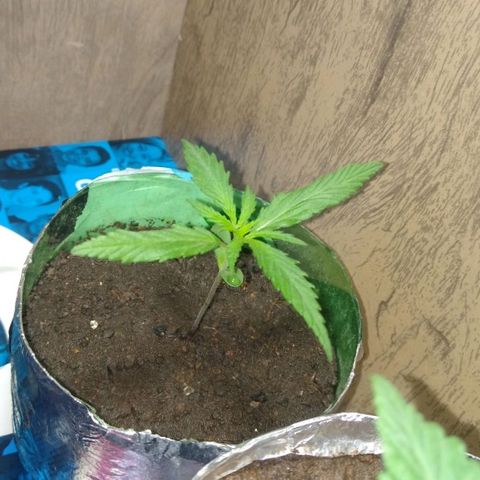 Danada growlog timeline photo