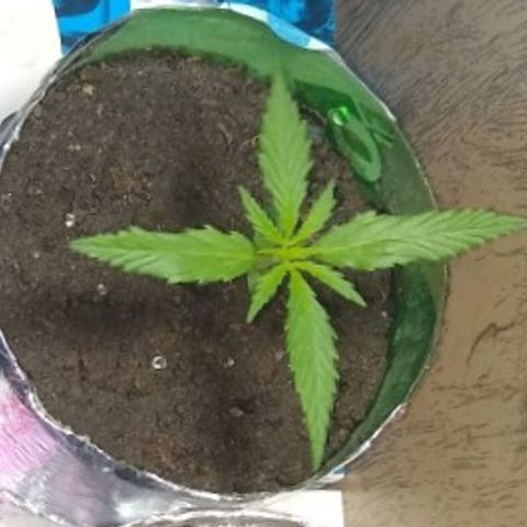 Danada growlog timeline photo