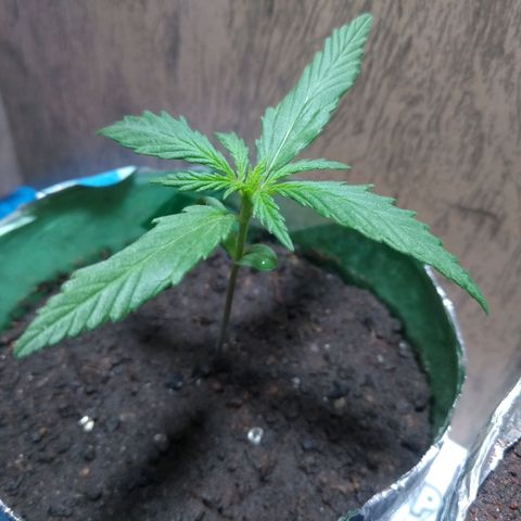 Danada growlog timeline photo