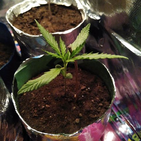 Danada growlog photo: Caule esticado e fino, adicionei um galho para a planta não dobrar.

Quando o frio passar, vou ligar o ventilador para fortalecer o caule.