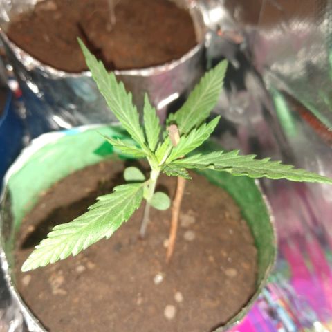 Danada growlog photo: Caule esticado e fino, adicionei um galho para a planta não dobrar.

Quando o frio passar, vou ligar o ventilador para fortalecer o caule.