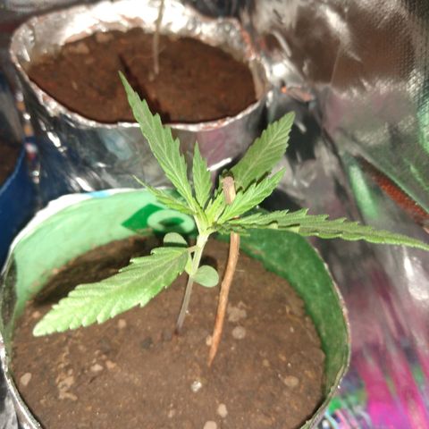 Danada growlog photo: Caule esticado e fino, adicionei um galho para a planta não dobrar.

Quando o frio passar, vou ligar o ventilador para fortalecer o caule.