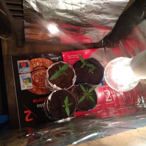 Danada growlog photo: Como ficou o grow por dentro