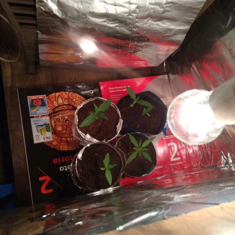 Danada growlog photo: Como ficou o grow por dentro