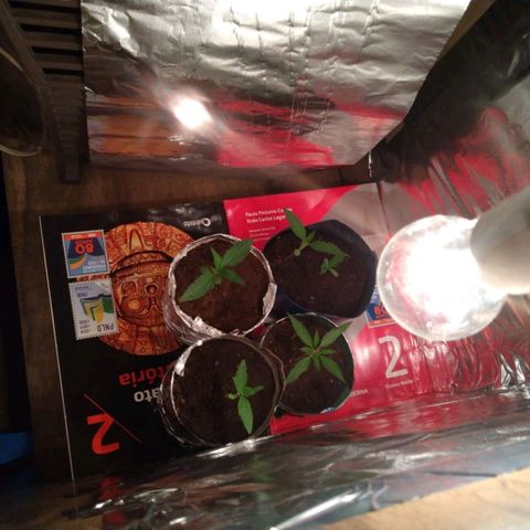 Danada growlog photo: Como ficou o grow por dentro