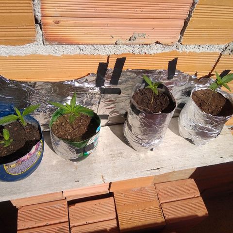 Danada growlog timeline photo