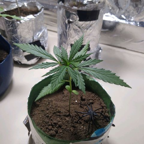 Danada growlog photo: lindíssima