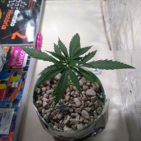Danada growlog timeline photo