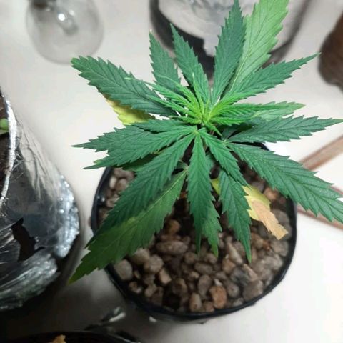Danada growlog timeline photo