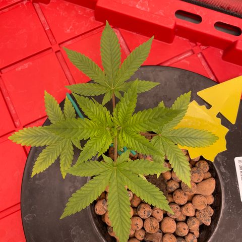 Amnesia Haze A growlog photo: 3:35PM