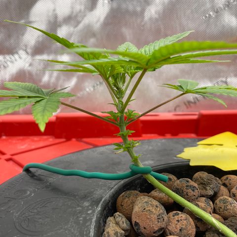 Amnesia Haze A growlog photo: 3:35PM