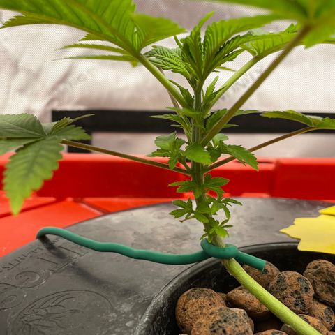 Amnesia Haze A growlog photo: 12:35PM

Lots of under growth!