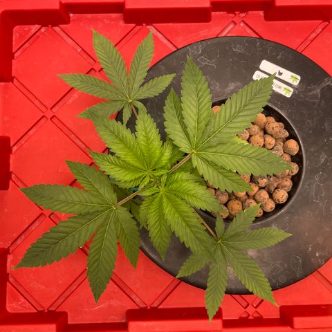 Amnesia Haze A growlog photo: 8:55AM
Topped last night. Looking good!