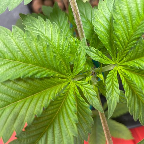 Amnesia Haze A growlog photo: 8:55AM
Topped last night. Looking good!