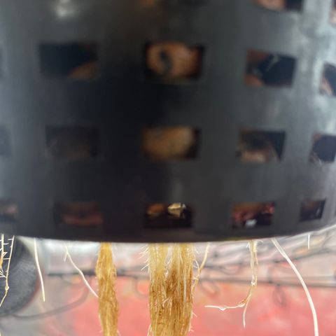 Amnesia Haze A growlog photo: 5:13PM
Root rot or dyed roots?

Smells normal...