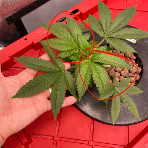 Amnesia Haze A growlog photo: 3:45PM
Took off the top two fans that were crowding everything out to make room for undergrowth and new tops. 