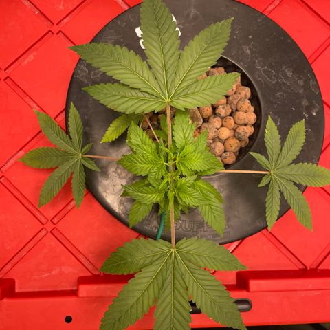 Amnesia Haze A growlog photo: 3:45PM
Took off the top two fans that were crowding everything out to make room for undergrowth and new tops. 