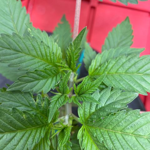 Amnesia Haze A growlog photo: 6:03PM
