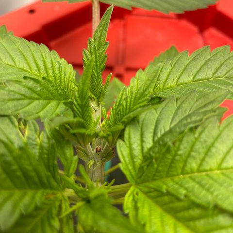 Amnesia Haze A growlog photo: 6:03PM