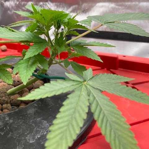 Amnesia Haze A growlog photo: 6:03PM