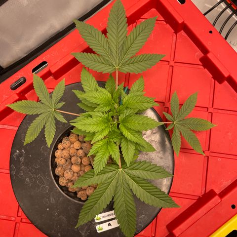 Amnesia Haze A growlog photo: 6:03PM