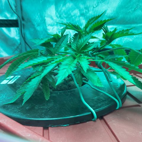 Amnesia Haze A growlog photo: 9:30AM