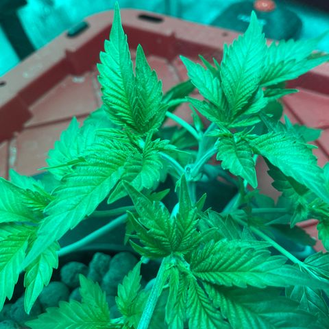 Amnesia Haze A growlog photo: 9:30AM