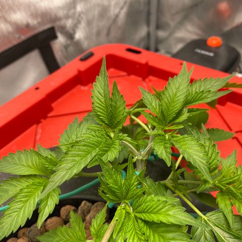 Amnesia Haze A growlog photo: 9:30AM