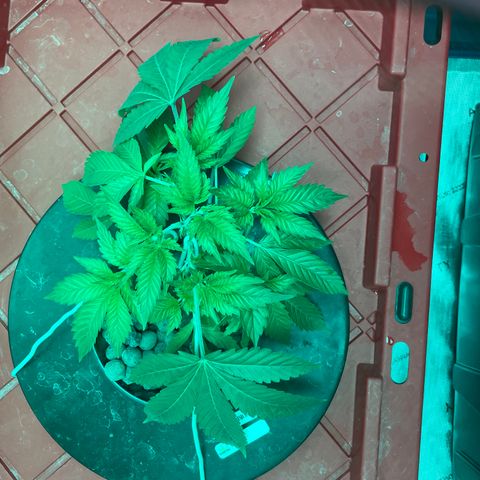 Amnesia Haze A growlog photo: 9:30AM
