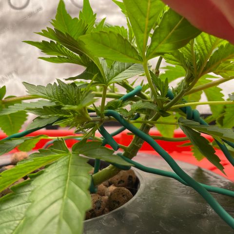 Amnesia Haze A growlog photo: 9:30AM
