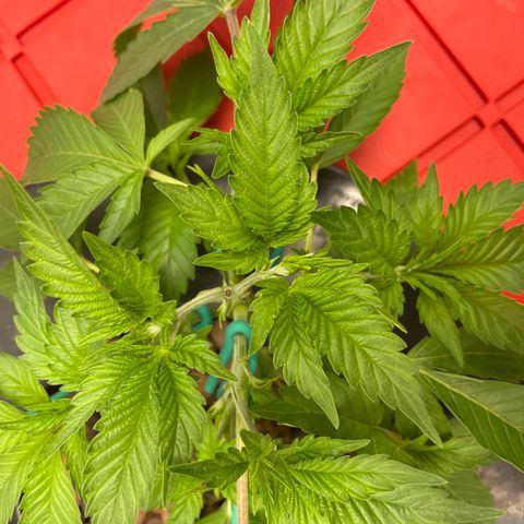 Amnesia Haze A growlog photo: 9:30AM
