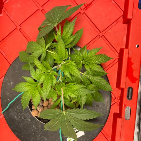 Amnesia Haze A growlog photo: 9:30AM