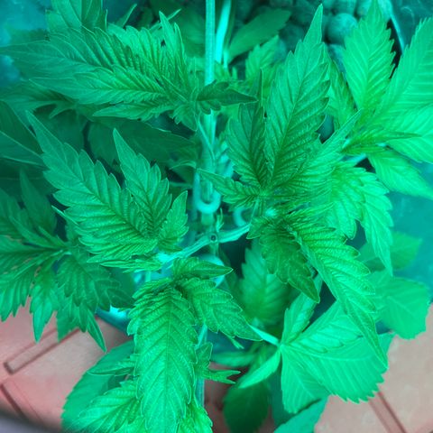 Amnesia Haze A growlog photo: 9:30AM