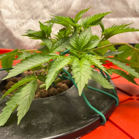 Amnesia Haze A growlog photo: 9:30AM