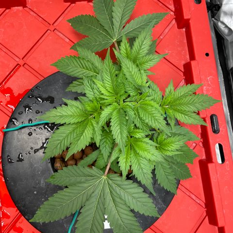 Amnesia Haze A growlog photo: 3:45PM