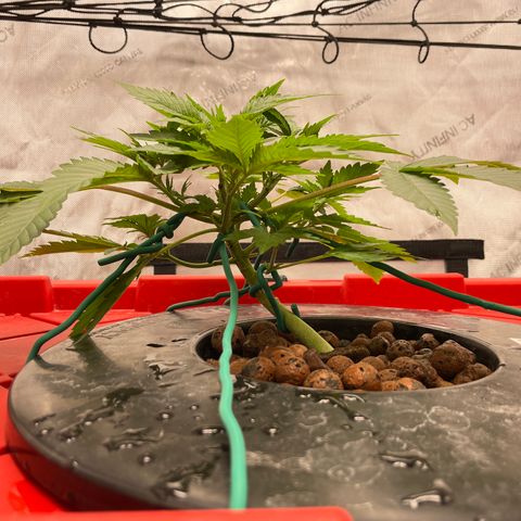 Amnesia Haze A growlog photo: 3:45PM
