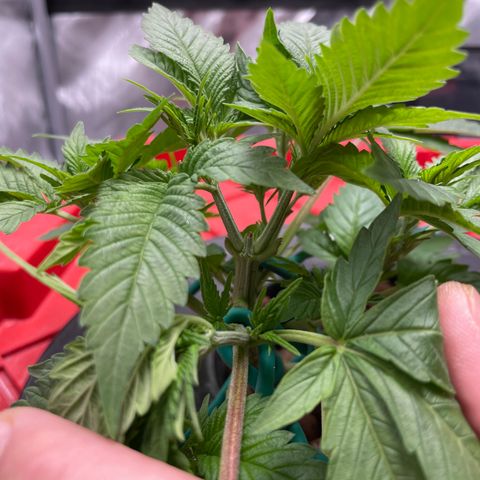 Amnesia Haze A growlog photo: 3:45PM