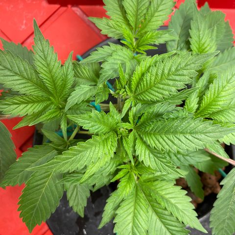 Amnesia Haze A growlog photo: 3:45PM