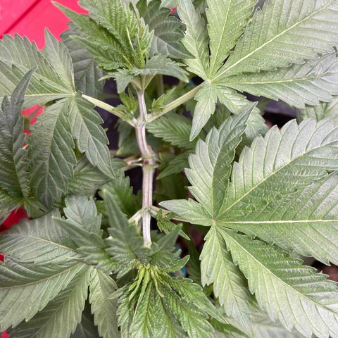 Amnesia Haze A growlog photo: 11:25PM