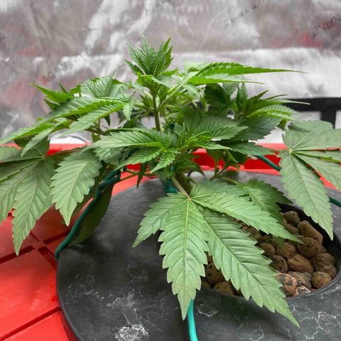 Amnesia Haze A growlog photo: 11:25PM