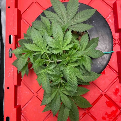 Amnesia Haze A growlog photo: 11:25PM